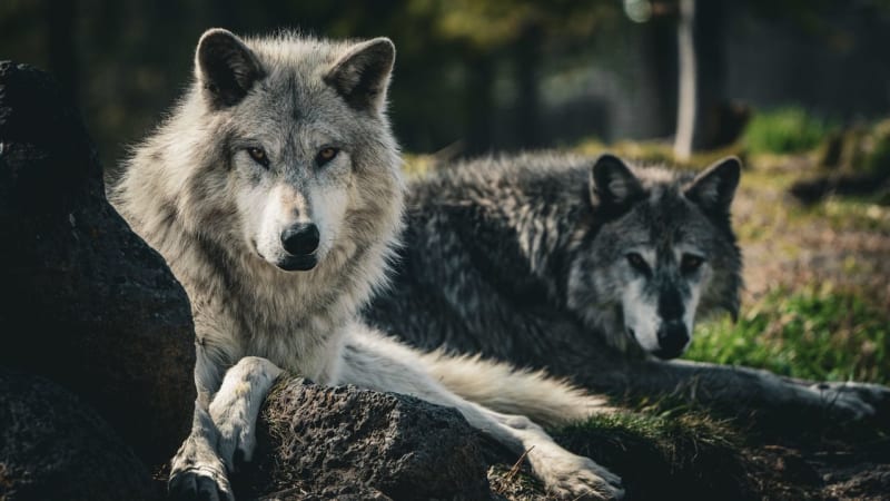 Wolf Reintroduction in Yellowstone: A Scientific Puzzle of Ecological Transformation