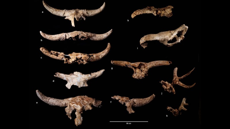 Neanderthals Collected Animal Skulls for 90,000 Years in Spain