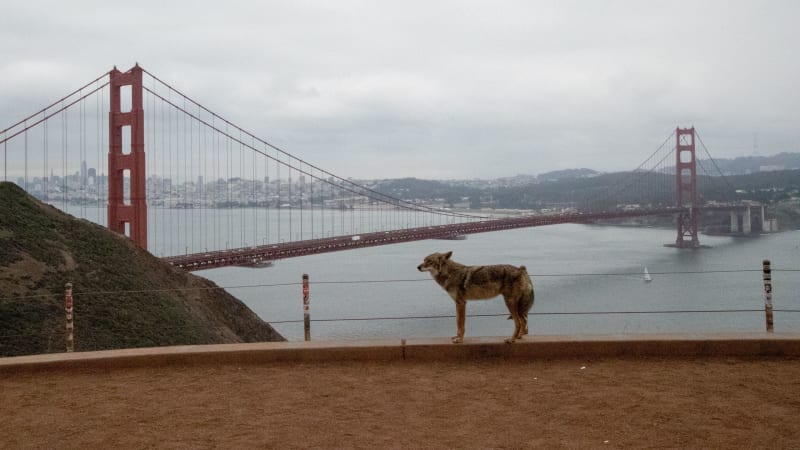 Coyote Swims to Alcatraz Island for First Time Ever