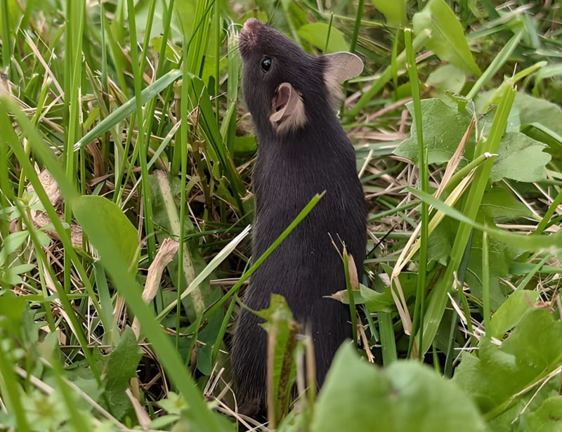 Mice Living Outdoors Show Less Anxiety Than Lab Mice - Image 4
