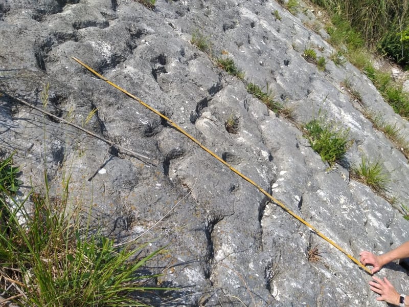 Climbers Find 80-Million-Year-Old Sea Turtle Stampede - Image 3