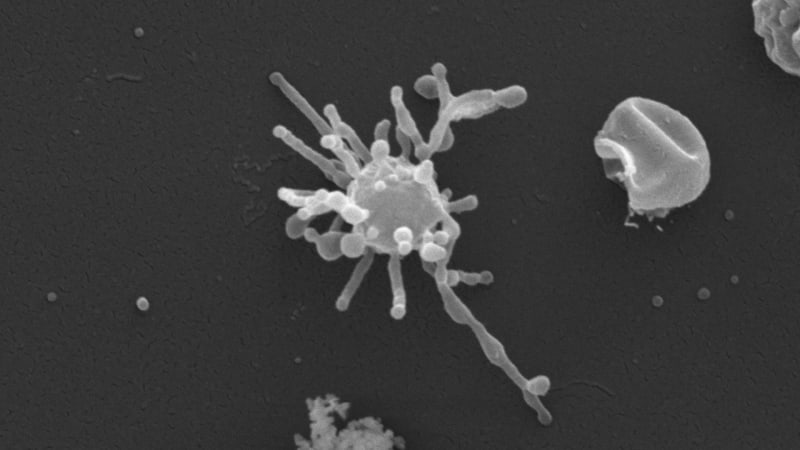 Ancient Microbes Used Oxygen 2 Billion Years Before We Did - Image 2