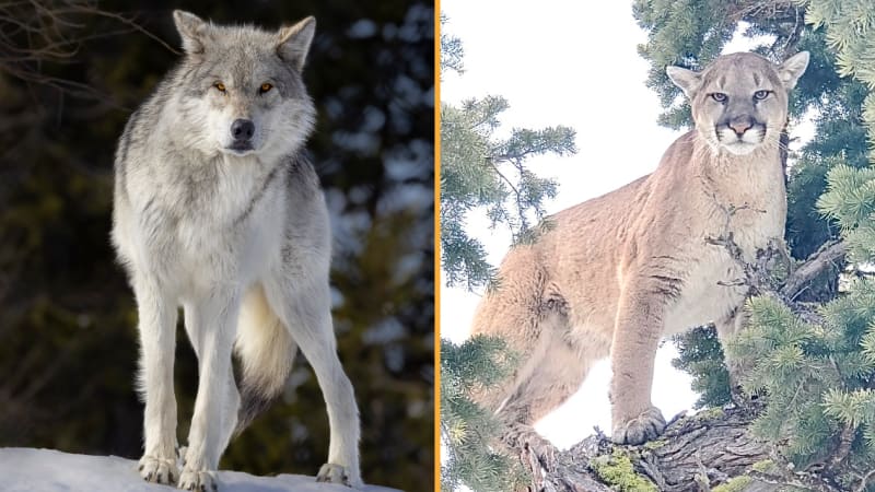 Wolf pack and solitary cougar in Yellowstone National Park's mountainous landscape
