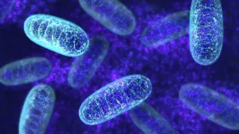 Scientists Find Stress-Fighting Molecule in Our Cells