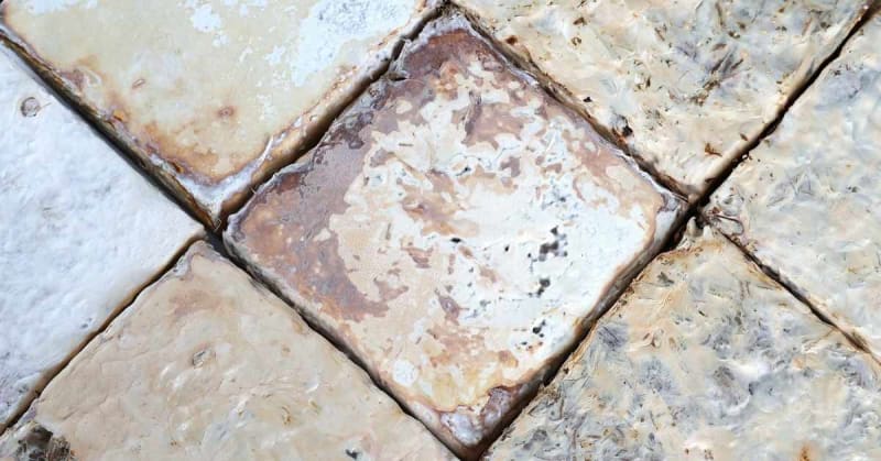 Mushroom Magic: How Fungal Networks Could Revolutionize Sustainable Construction