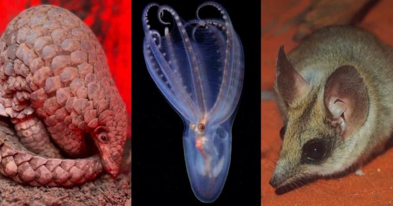 Nature's Hidden Treasures: Scientists Reveal Astonishing Rate of New Species Discovery