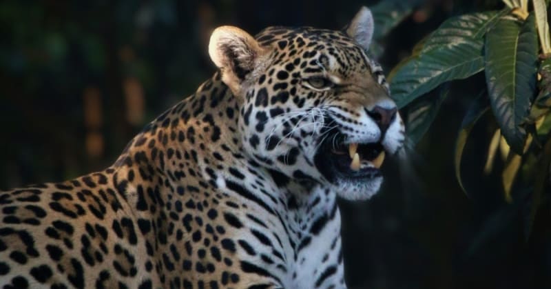 Hope on the Prowl: Rare Jaguar Spotted in Arizona Signals Species Recovery