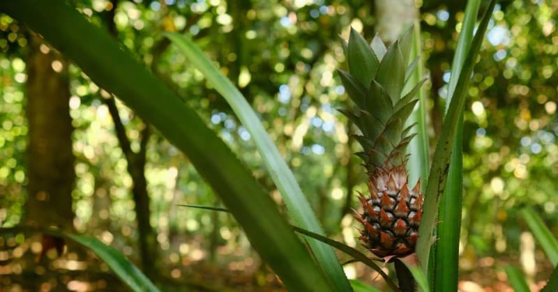 South African Scientists Turn Pineapple Waste Into Crime-Fighting Powder