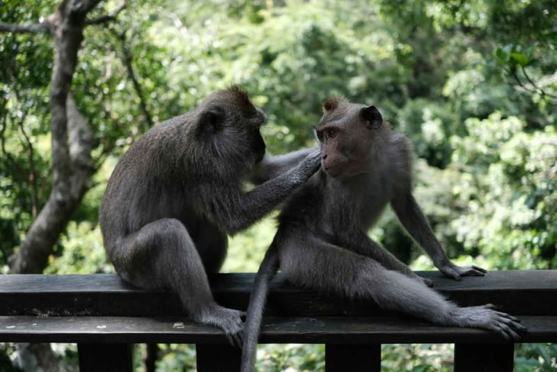 Same-Sex Behavior in Primates Aids Survival, Study Finds - Image 2