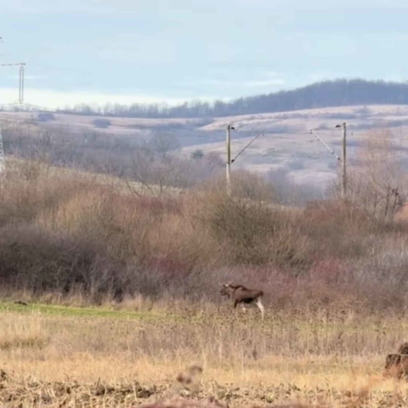 Moose Returns to Romania After Centuries of Extinction - Image 2
