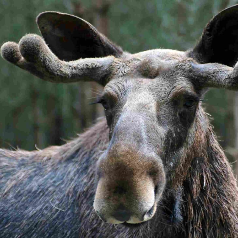 Moose Returns to Romania After Centuries of Extinction - Image 3