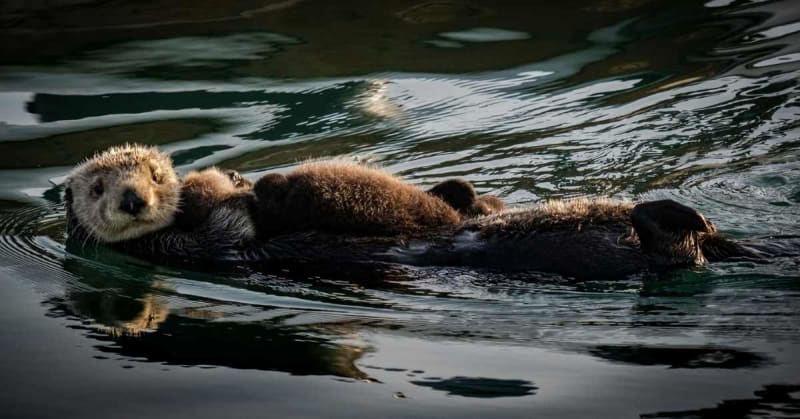 Sea Otters Help Fight Climate Change by Eating Sea Urchins