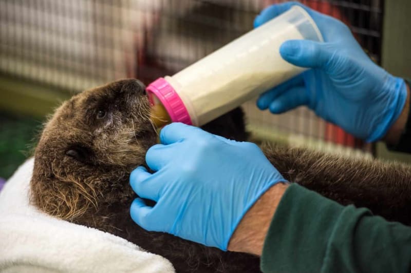 Sea Otters Help Fight Climate Change by Eating Sea Urchins - Image 2