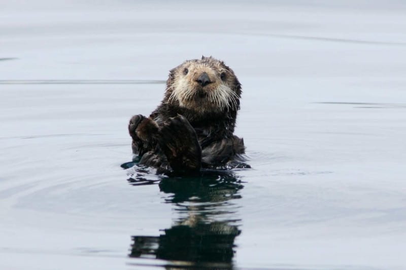 Sea Otters Help Fight Climate Change by Eating Sea Urchins - Image 3