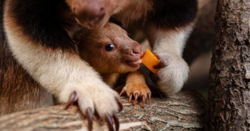Jellybean-Sized Baby Tree Kangaroo Brings Hope to Species
