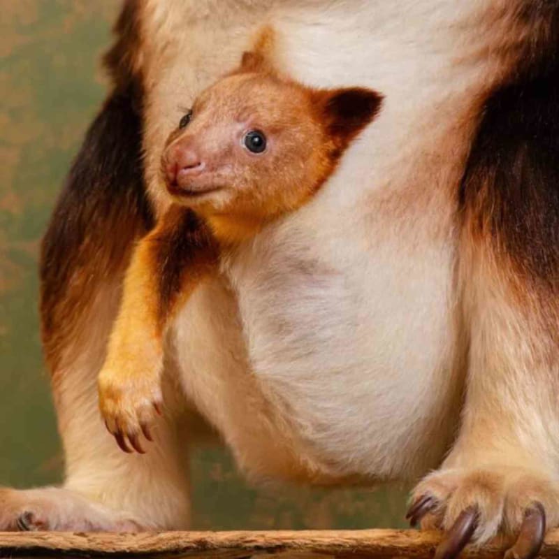 Jellybean-Sized Baby Tree Kangaroo Brings Hope to Species - Image 2