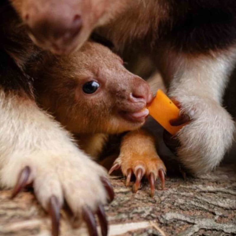 Jellybean-Sized Baby Tree Kangaroo Brings Hope to Species - Image 3