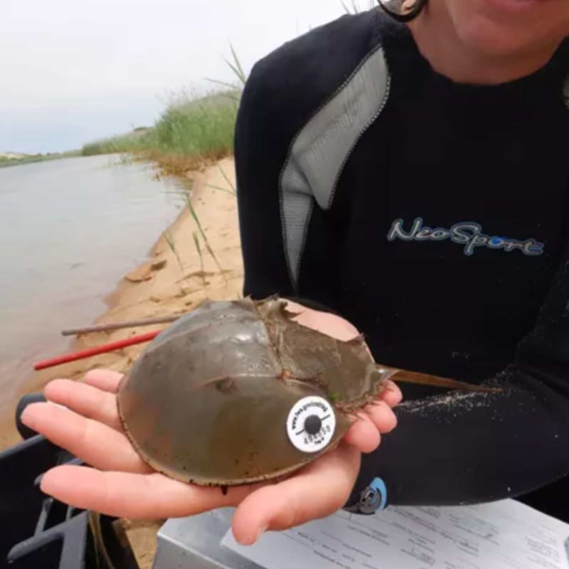 Cape Cod Brings 445-Million-Year-Old Species Back to Life - Image 2