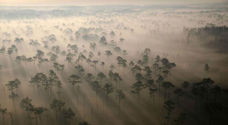 Dave Matthews Band to Plant 1 Million More Trees on Tour - Image 3
