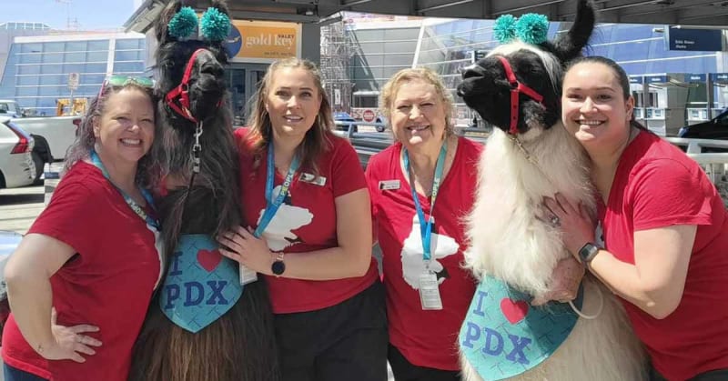 Portland Airport Hires Llama and Alpaca to Calm Travelers