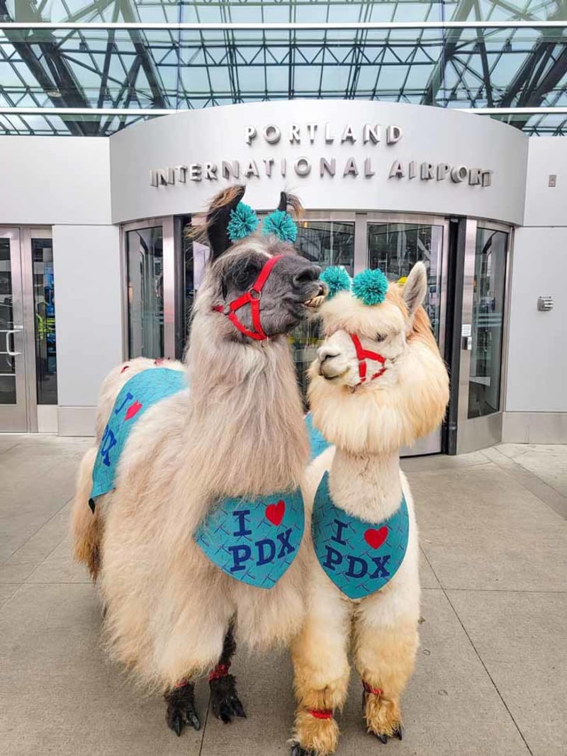 Portland Airport Hires Llama and Alpaca to Calm Travelers - Image 2