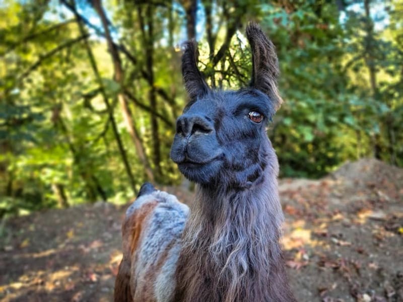Portland Airport Hires Llama and Alpaca to Calm Travelers - Image 3
