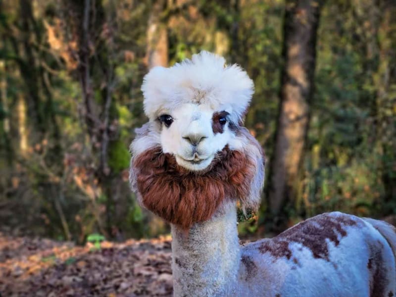 Portland Airport Hires Llama and Alpaca to Calm Travelers - Image 4