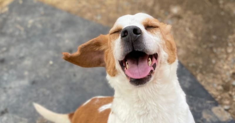 Wyoming Ranch Saves 500+ Beagles from Research Labs Yearly