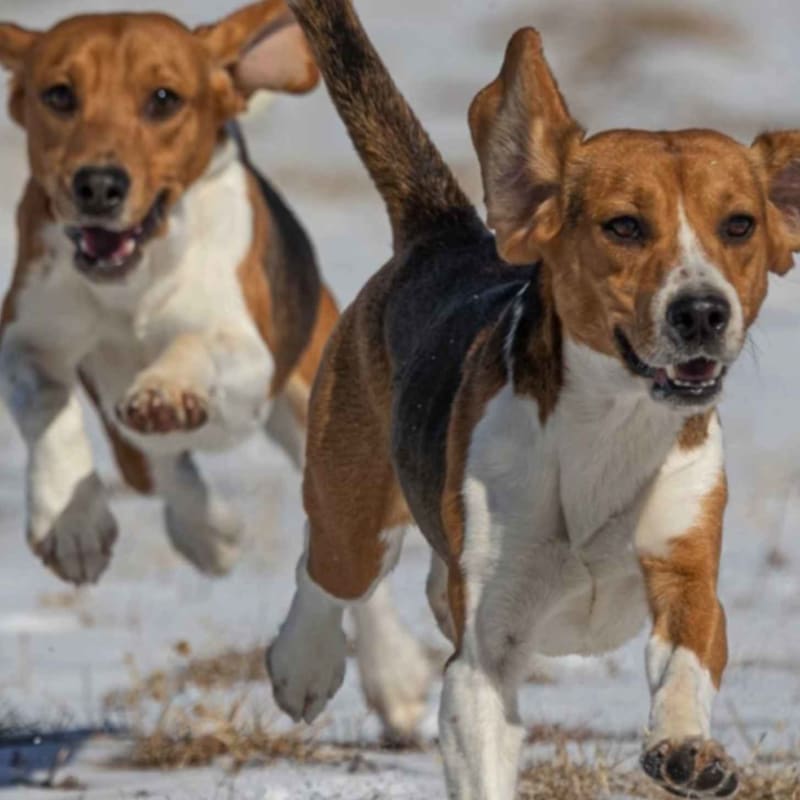 Wyoming Ranch Saves 500+ Beagles from Research Labs Yearly - Image 2