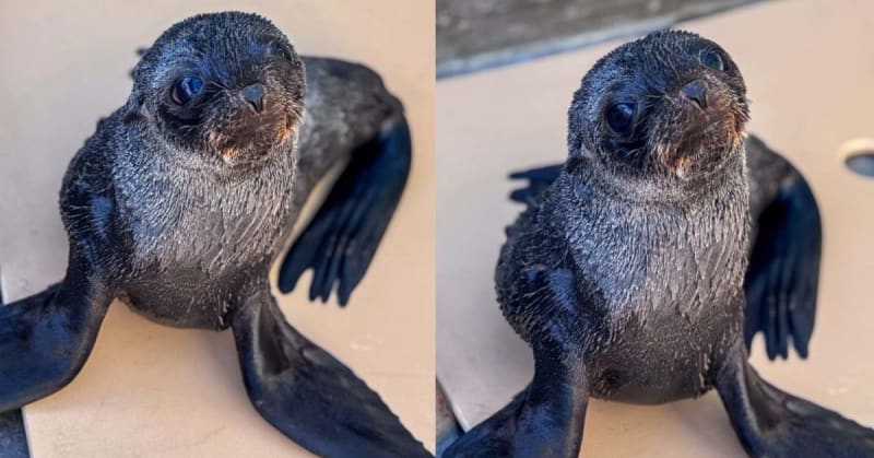 2 Starving Fur Seal Pups Make Stunning Recovery in California