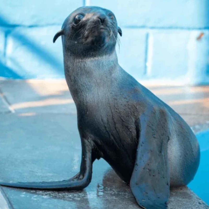 2 Starving Fur Seal Pups Make Stunning Recovery in California - Image 2