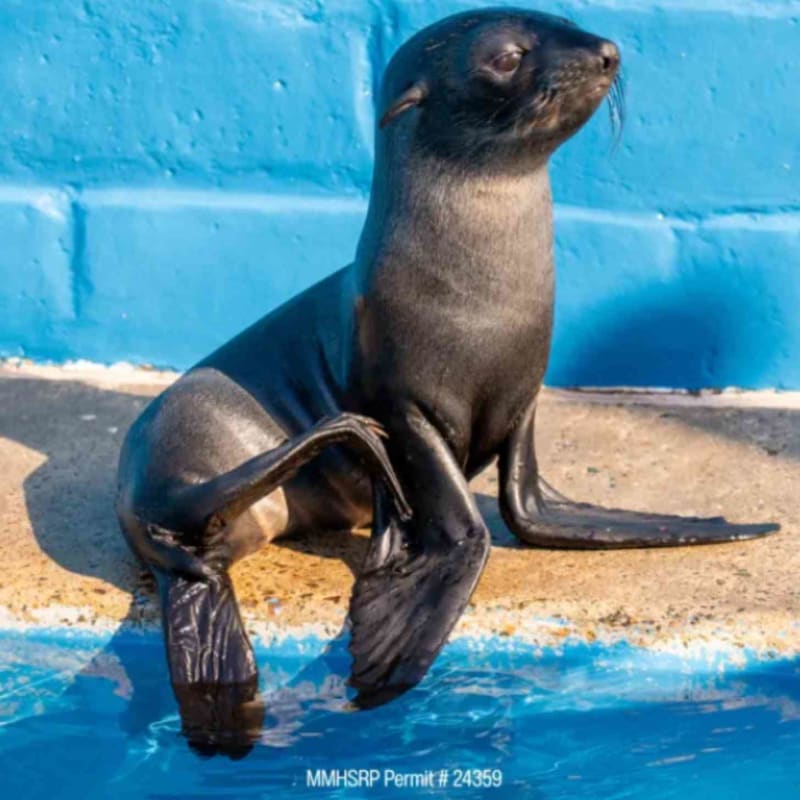 2 Starving Fur Seal Pups Make Stunning Recovery in California - Image 3