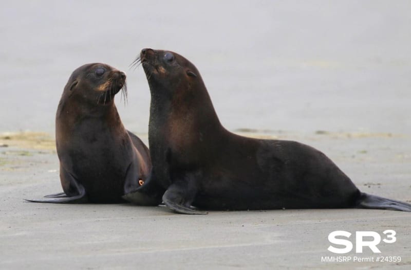 2 Starving Fur Seal Pups Make Stunning Recovery in California - Image 4
