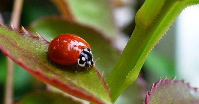Students Find New 'Goth Ladybug' Species on Campus