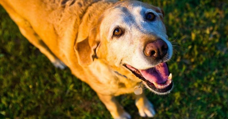 Happy healthy dog sitting outdoors in sunlight representing canine longevity research