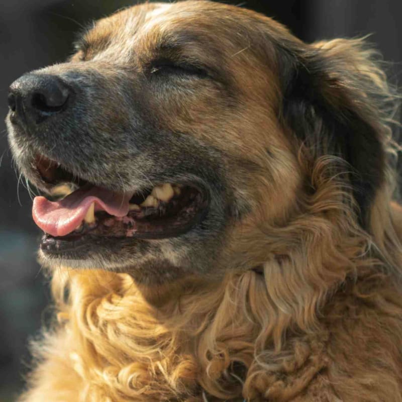 Dog Aging Study Could Help Pets and People Live Longer - Image 2