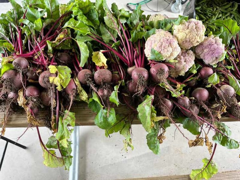 Texas Coal Mine Transforms Into Garden Feeding 3,000 Yearly - Image 2