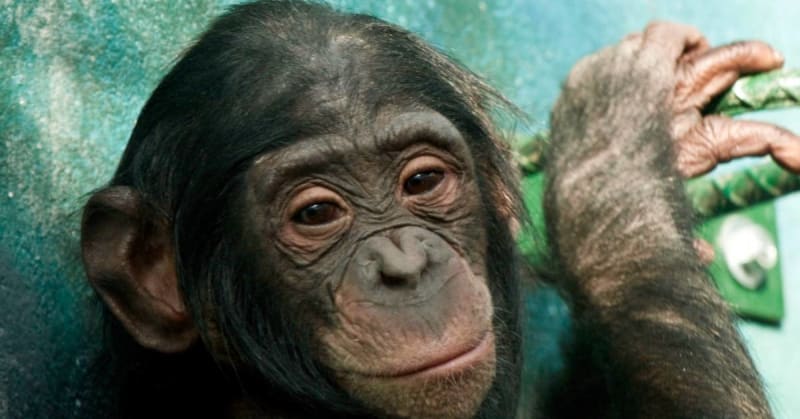 Bonobo Named Kanzi Pretends at Tea Party, Stuns Scientists