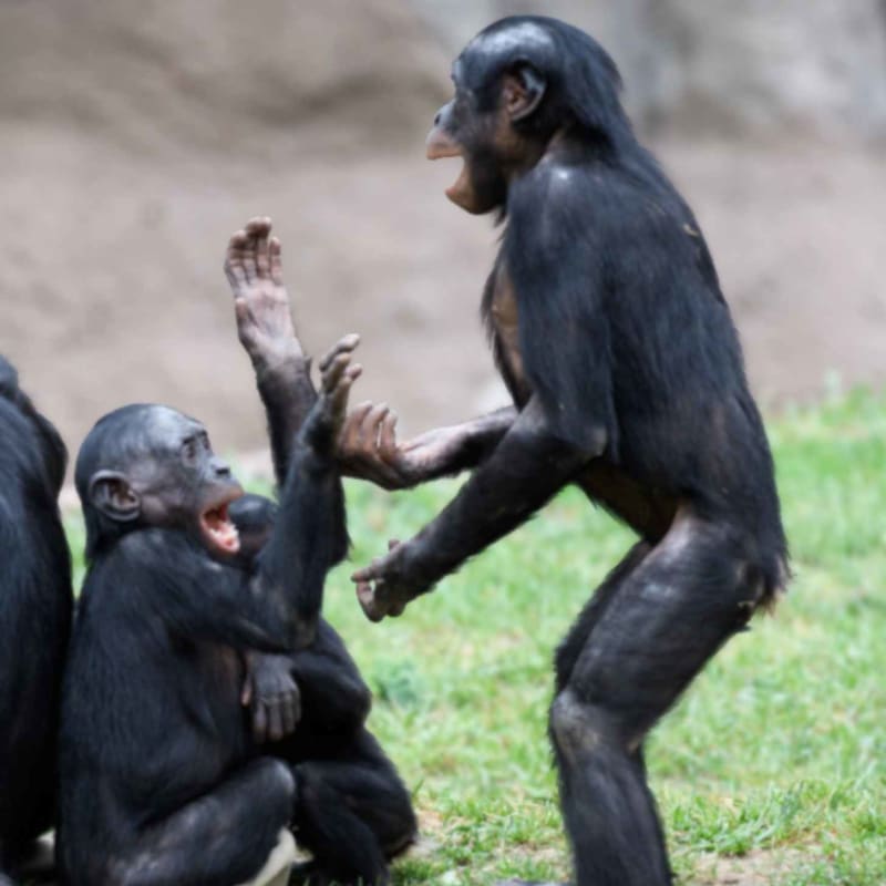 Bonobo Named Kanzi Pretends at Tea Party, Stuns Scientists - Image 2