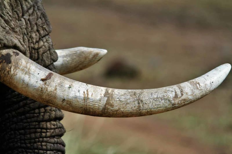 AI Helps Stop Wildlife Traffickers in 134 Countries - Image 2