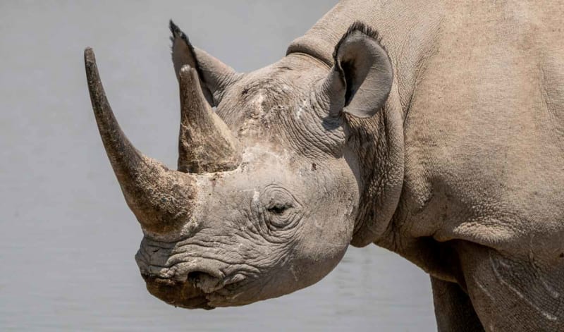 AI Helps Stop Wildlife Traffickers in 134 Countries - Image 3