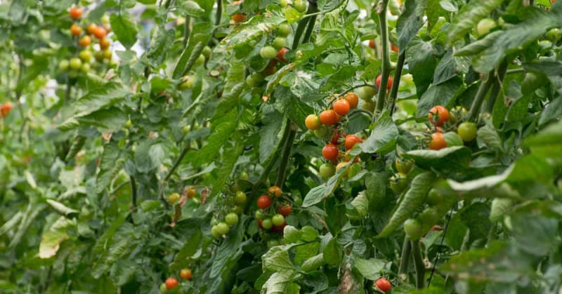 Lush green dry-farmed crops growing in rows across fertile soil without irrigation systems