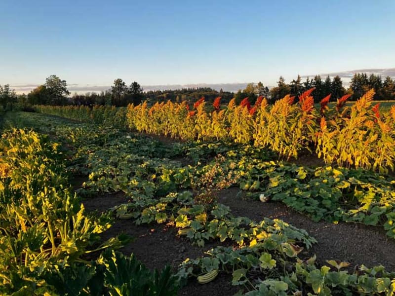 Dry Farming Saves Water and Makes Food Taste Better - Image 2