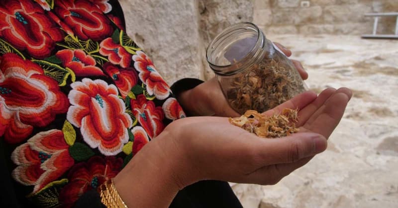 Palestinian Seed Library Preserves Heritage Across Borders