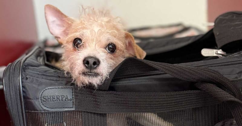 Minneapolis Shelter Cares for Pets After Family Detentions