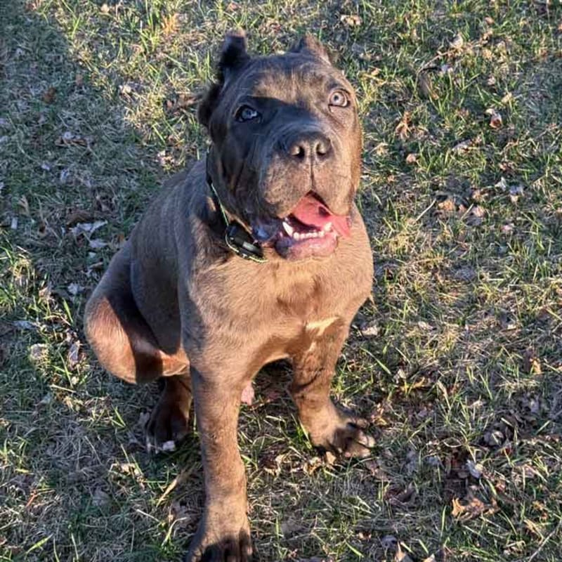 Minneapolis Shelter Cares for Pets After Family Detentions - Image 2
