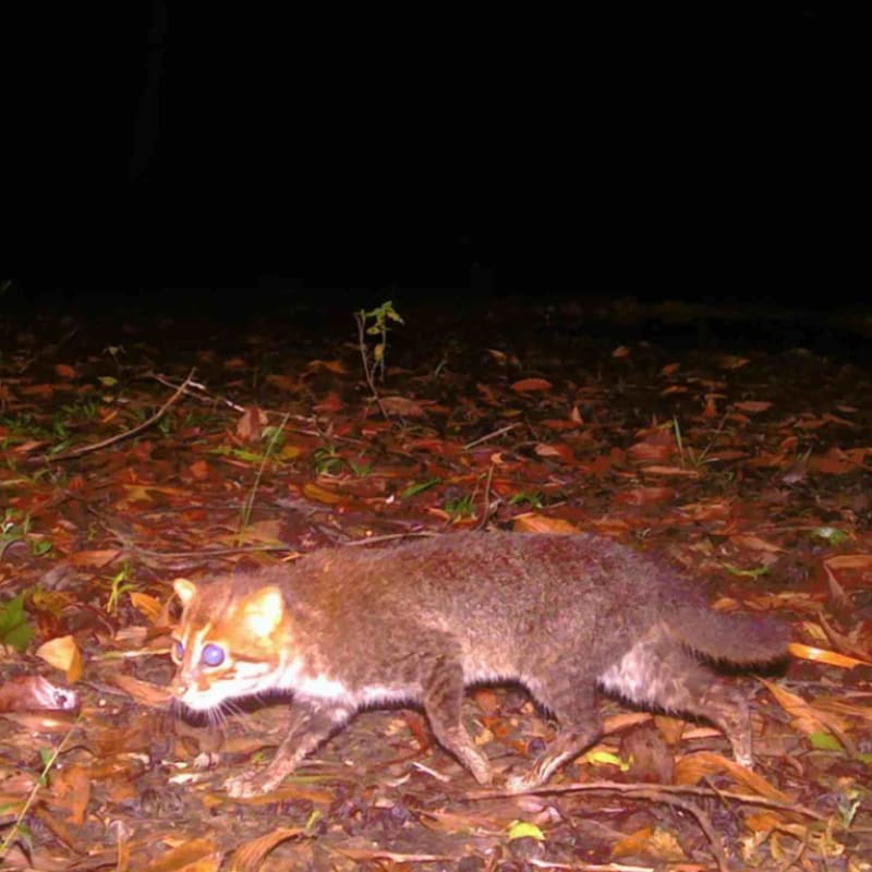 Extinct Cat Returns to Thailand After 29 Years - Image 4
