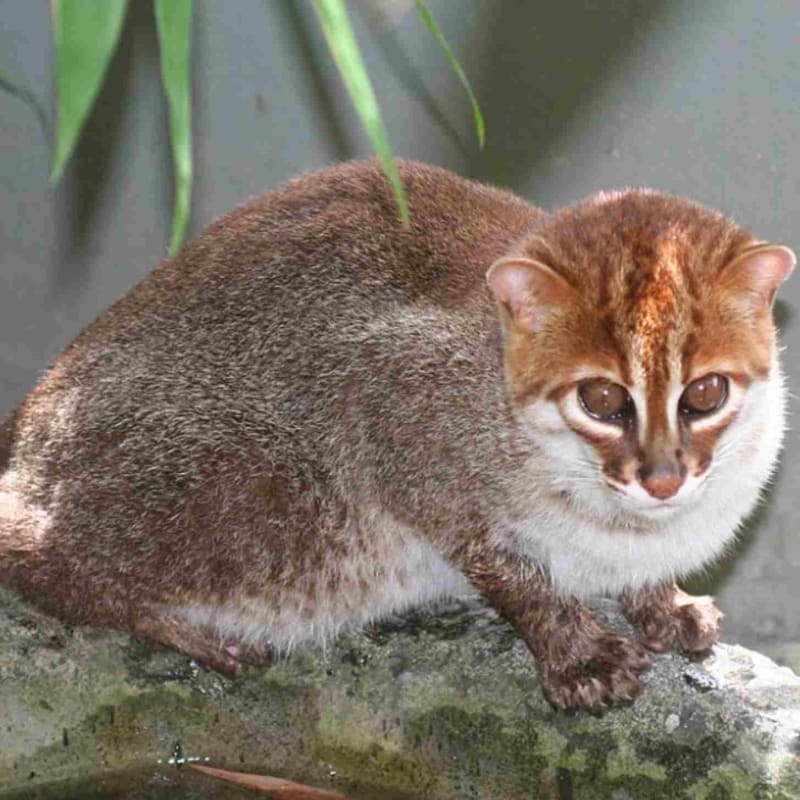 Extinct Cat Returns to Thailand After 29 Years - Image 5