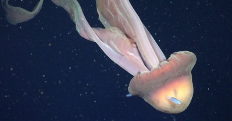 Bus-Sized Jellyfish Spotted in Argentina's Deep Sea