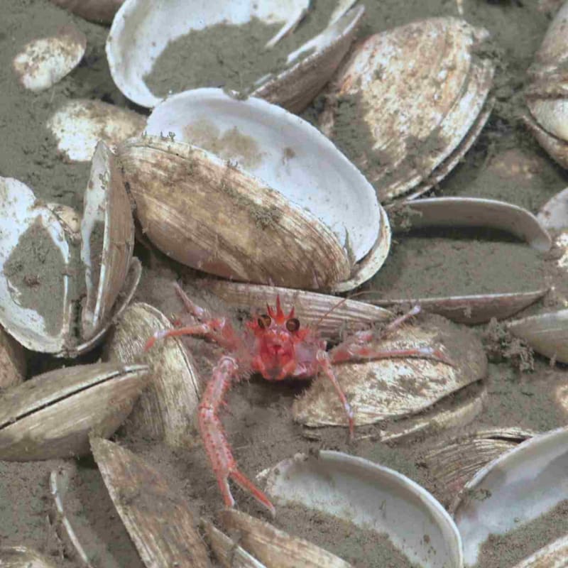 Bus-Sized Jellyfish Spotted in Argentina's Deep Sea - Image 3